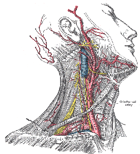 Neck Anatomy from Wikipeidia Images